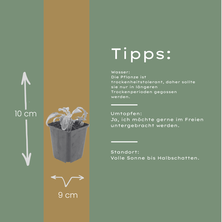 48x Stachys byzantina 'Silver Carpet' - ↕10-25cm - Ø9cm