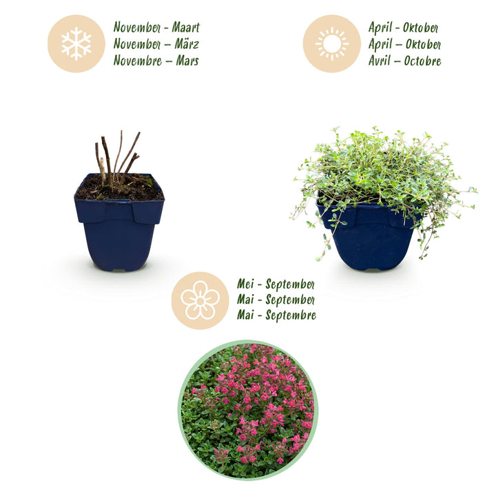 Pack of 24 Thymus praecox 'Red Carpet' creeping thyme plants in 11cm pots - view 4