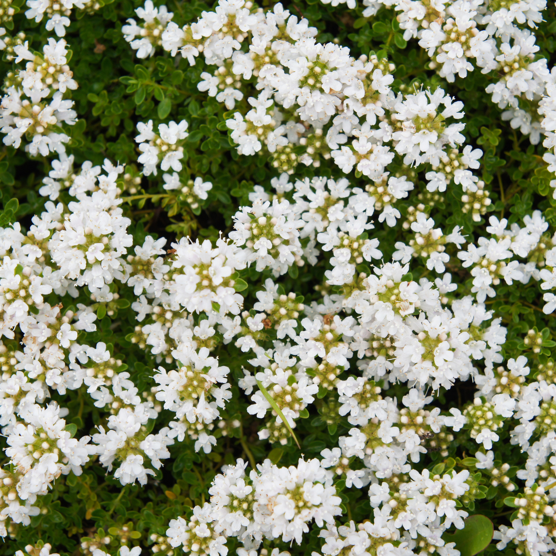 48x Thymus praecox 'Albiflorus' - ↕10-25cm - Ø9cm — healthy root ball and nursery pot ready to ship from Ireland