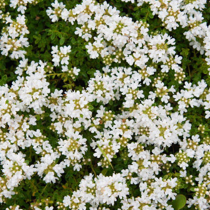 48x Thymus praecox 'Albiflorus' - ↕10-25cm - Ø9cm — healthy root ball and nursery pot ready to ship from Ireland
