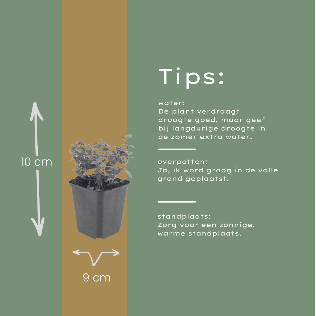 48x Origanum laevigatum 'Herrenhausen' - ↕10-25cm - Ø9cm