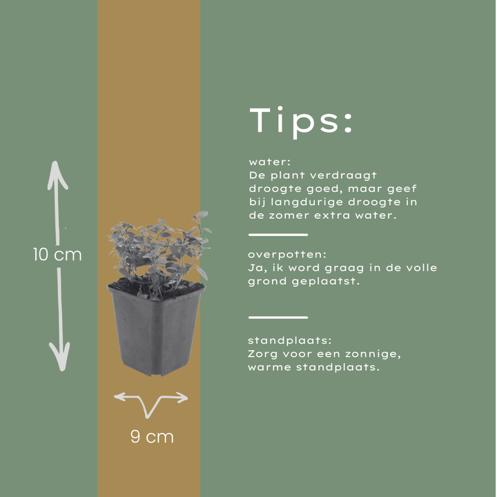 48x Origanum laevigatum 'Herrenhausen' - ↕10-25cm - Ø9cm