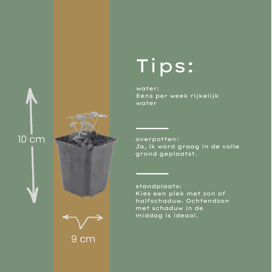 60x Aquilegia vulgaris - ↕10-25cm - Ø9cm