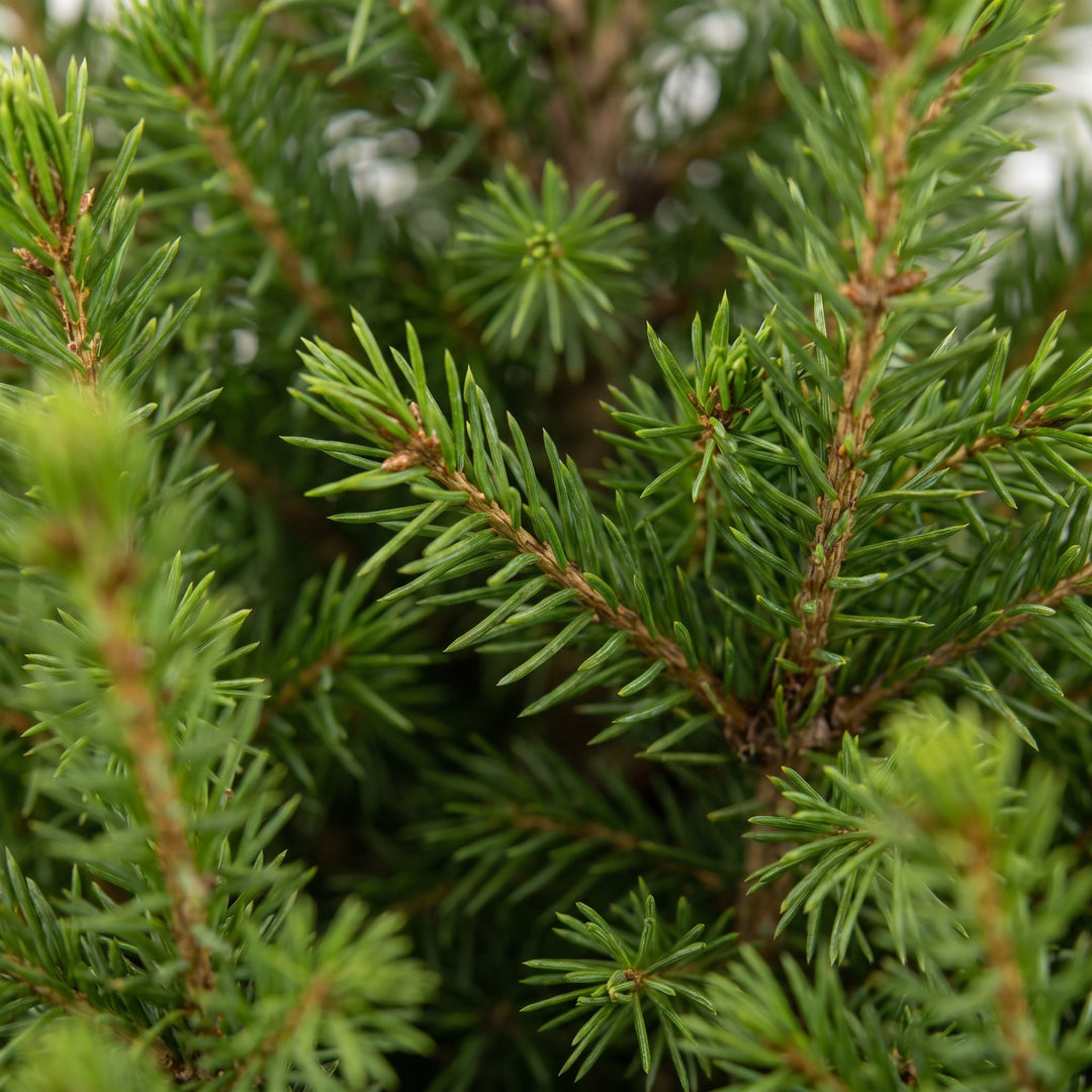 Picea glauca Conica Dwarf Alberta Spruce Christmas tree in Ø19cm pot, image 4
