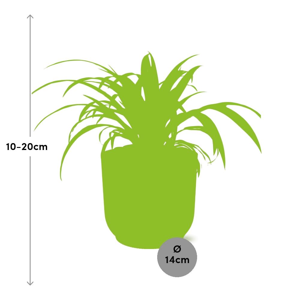 Variegated Spider Plant (Chlorophytum comosum 'Variegatum') in a pink ELHO Vibes pot, view 3