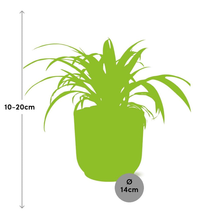 Variegated Spider Plant (Chlorophytum comosum 'Variegatum') in a pink ELHO Vibes pot, view 3