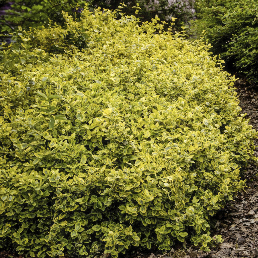 40x Euonymus Emerald 'n Gold - Variegated Evergreen - 10-25cm alternative angle showing habit and leaf structure