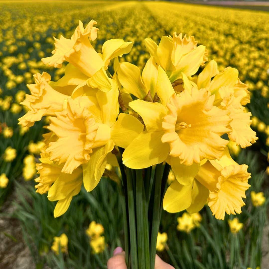 Super Narcissus Mix - 100 Bulbs Sustainable Value Pack
