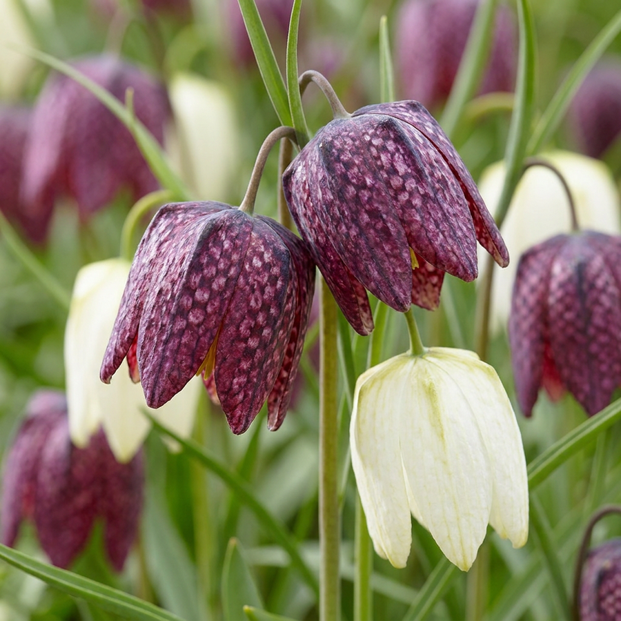 Snake's Head Fritillary in flower, chequerboard-patterned nodding bells, 60-bulb pack for Irish gardens