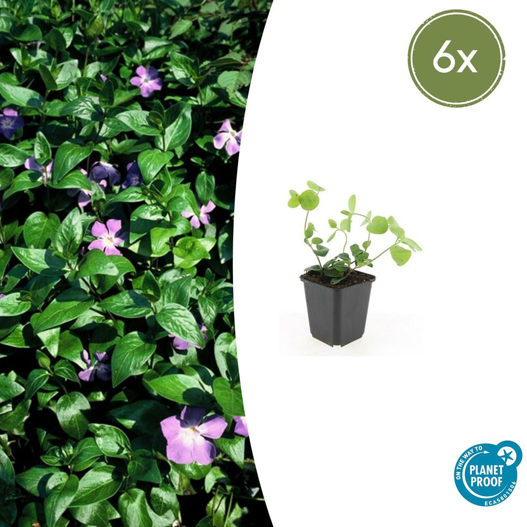 Vinca major with purple-pink flowers and green oval leaves in black plastic 9cm pot, 10-25cm height