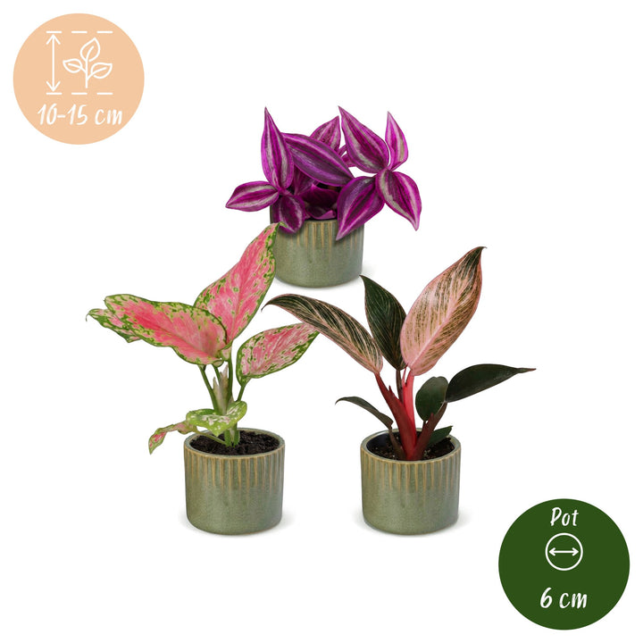 Baby Paradise Mix, pack of 3 tropical houseplants in pink and red tones, image 5