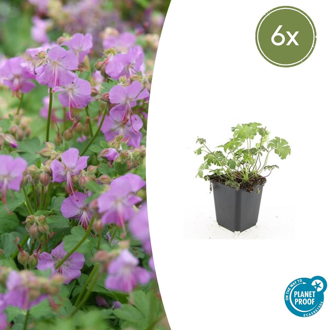 Geranium 'Cambridge' with mauve-pink flowers and buds in black pot, 6x pack, 10-25cm height