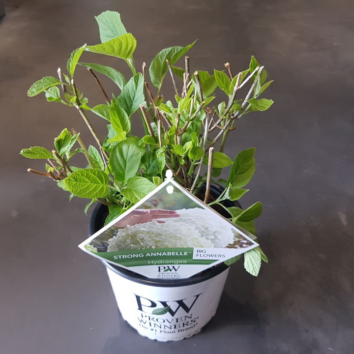 Hydrangea arborescens 'Strong Annabelle' in a 19cm pot, 30cm tall - view 2