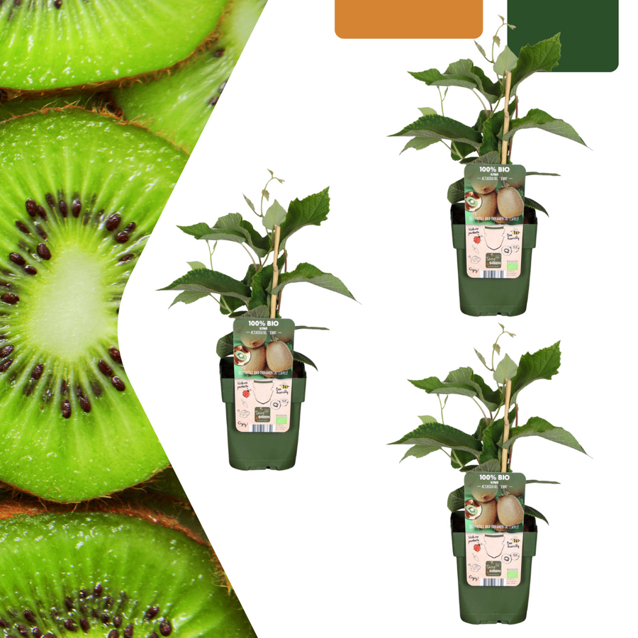 3 organic kiwi plants in 13 cm pots, 20 cm tall, by Everspring, featuring green leaves and healthy kiwi fruit.