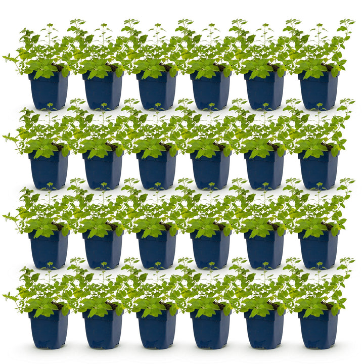 24 Nepeta racemosa 'Walker's Low' catmint plants in 11cm pots - view 2
