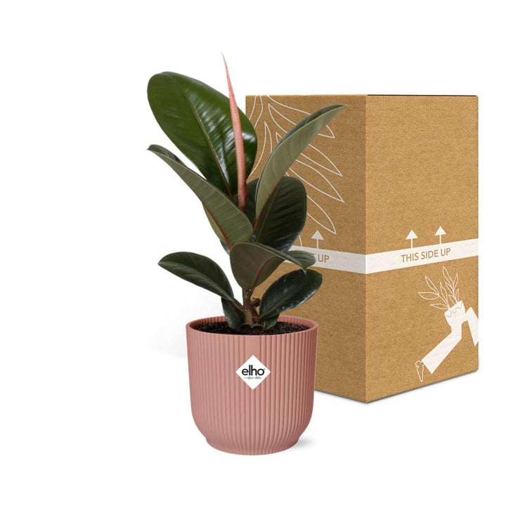 Rubber Plant Robusta (Ficus elastica 'Robusta') in a pink ELHO Vibes pot, view 5