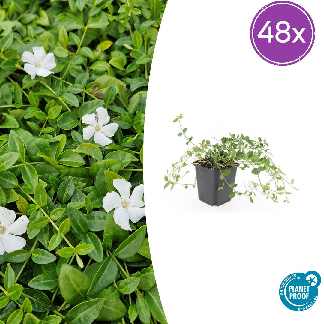 48x Vinca minor 'Gertrude Jekyll' White Flowering Ground Cover - 9cm