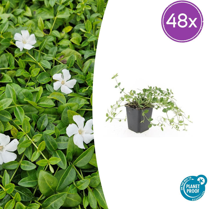 48x Vinca minor 'Gertrude Jekyll' White Flowering Ground Cover - 9cm