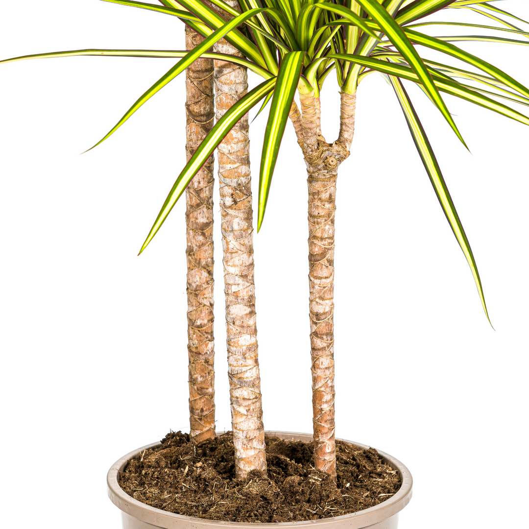 Dracaena Marginata Sunray 130-150cm — Madagascar Dragon Tree in 24cm pot