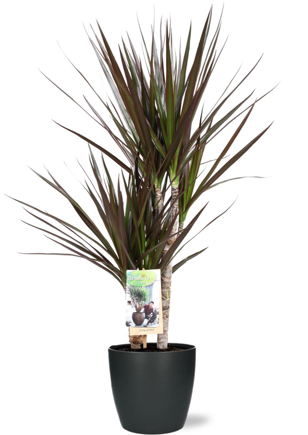 Dracaena Magenta with burgundy and green strappy leaves in black pot, plant label visible, approximately 80cm tall