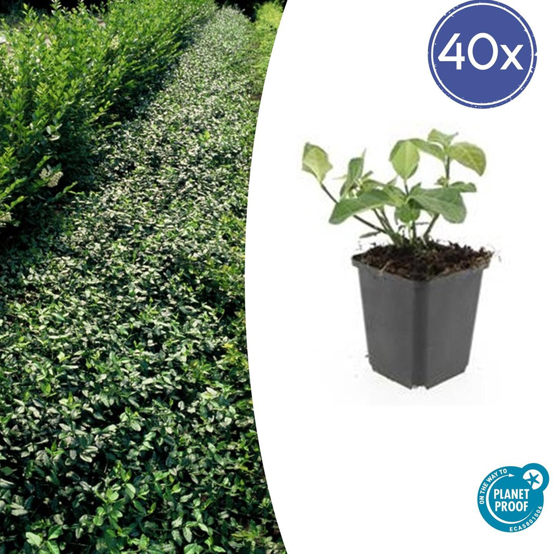 40x Euonymus fortunei 'Dart's Blanket' Evergreen Ground Cover - 9cm Pots