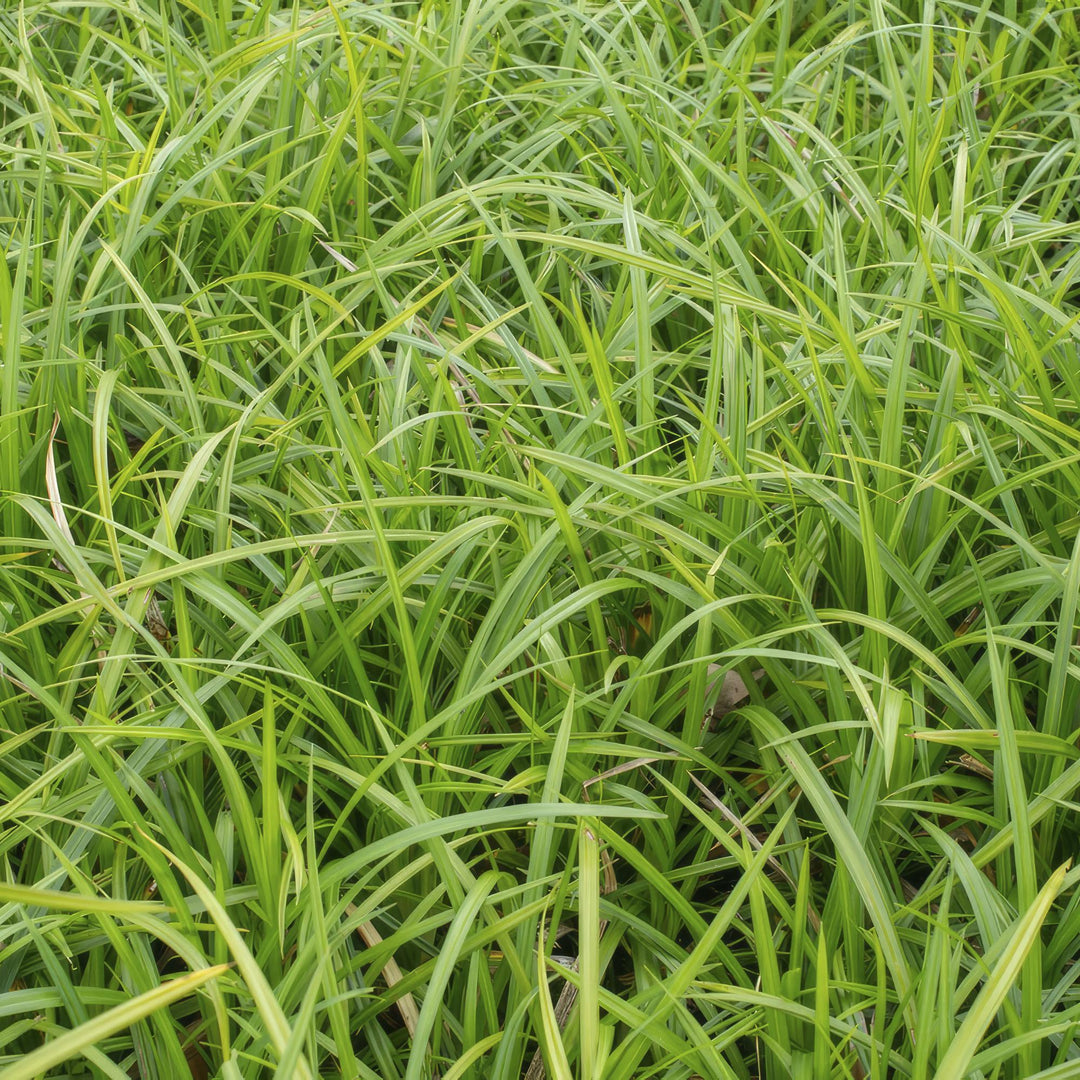 24x Carex morrowii 'Irish Green' - ↕10-25cm - Ø9cm alternative angle showing habit and leaf structure