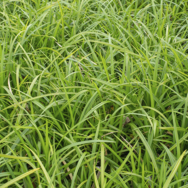 24x Carex morrowii 'Irish Green' - ↕10-25cm - Ø9cm alternative angle showing habit and leaf structure