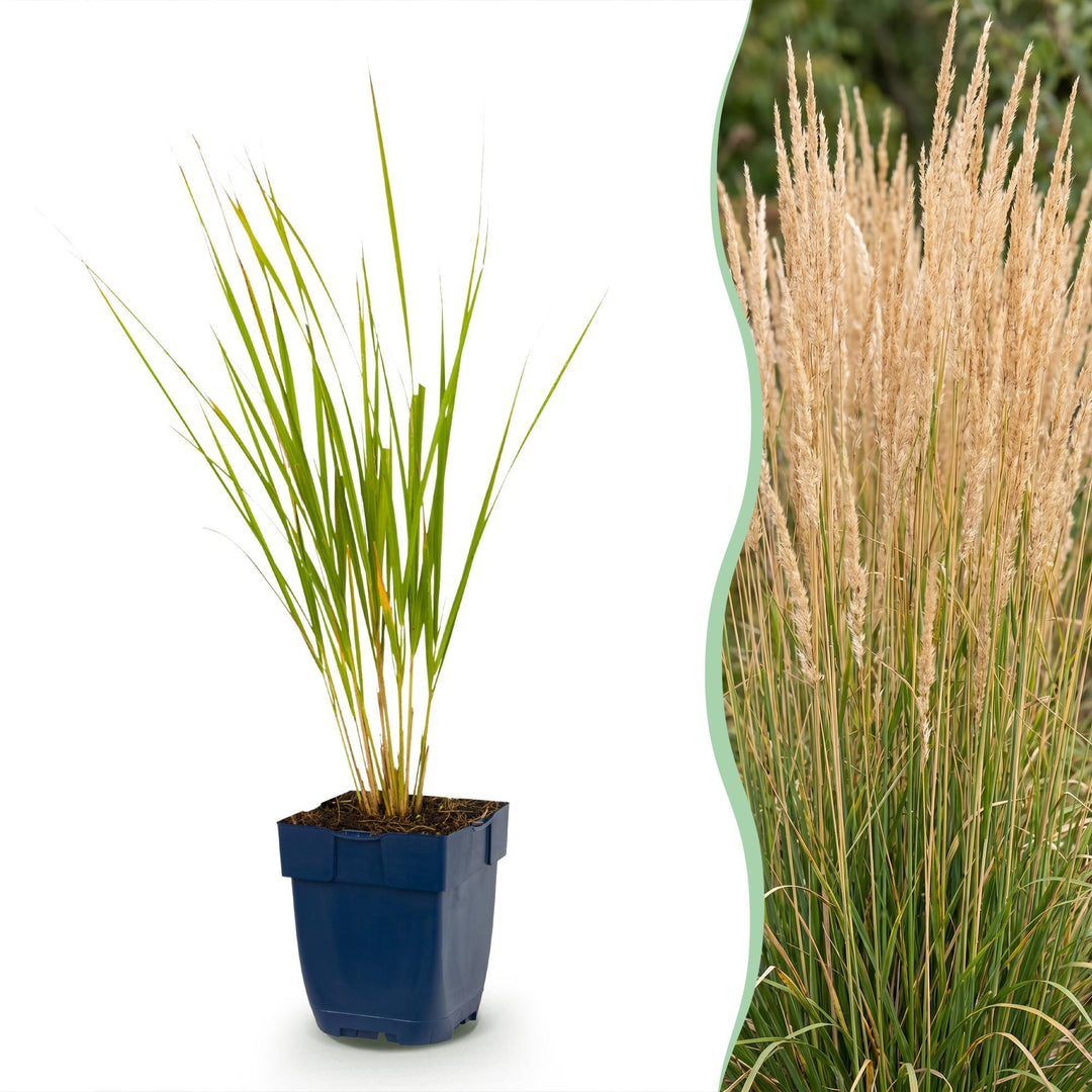 24x Calamagrostis Karl Foerster feather reed grass in 11cm pots