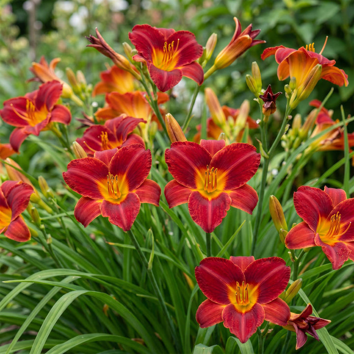 24 Hemerocallis 'Autumn Red' daylily plants in 11cm pots, 15-25cm tall - view 6