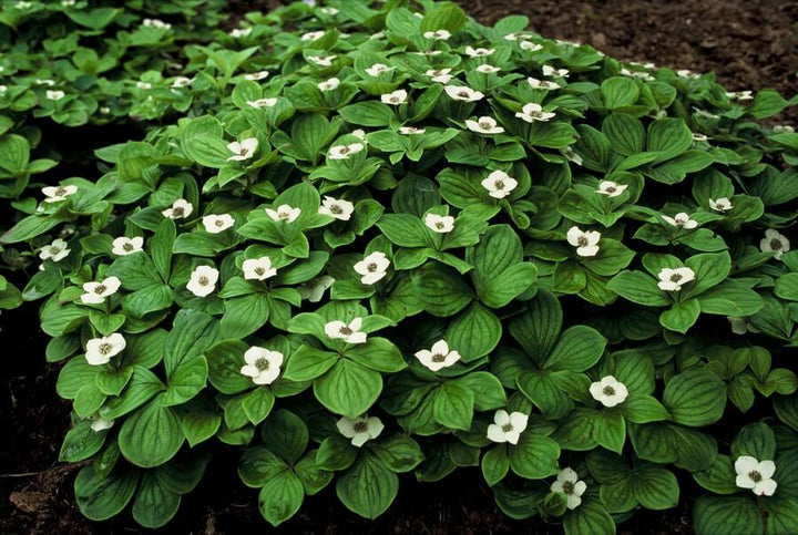 20x Cornus Canadensis Plants - Bunchberry Ground Cover - 10-25cm