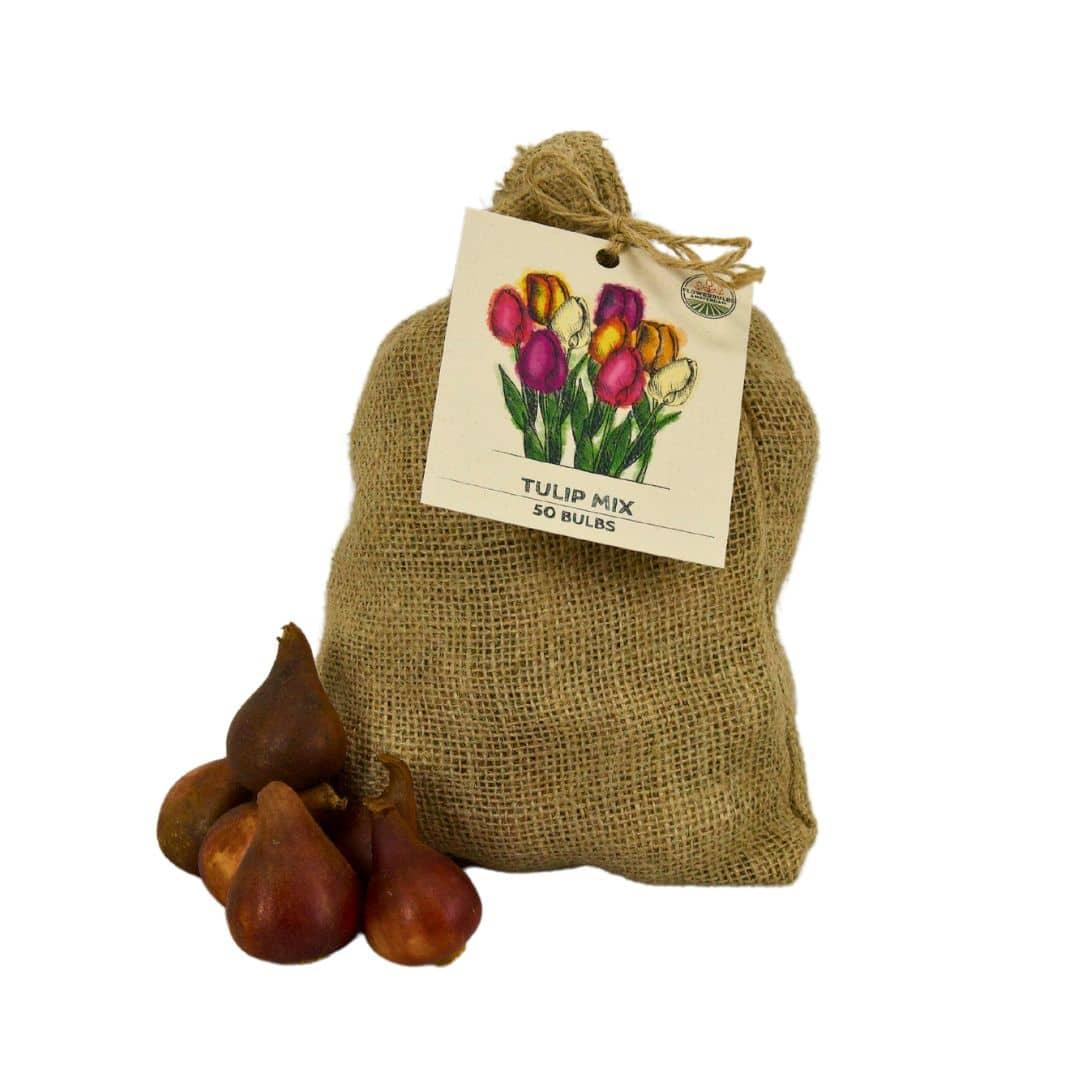 Medium Tulip Mix - 50 Bulbs Sustainable Value Pack