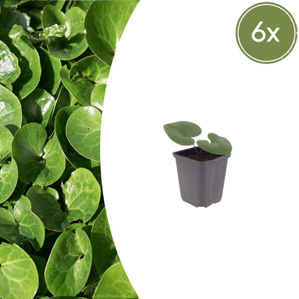 Healthy foliage and strong roots close-up of 6x Asarum europaeum - ↕10-25cm - Ø9cm