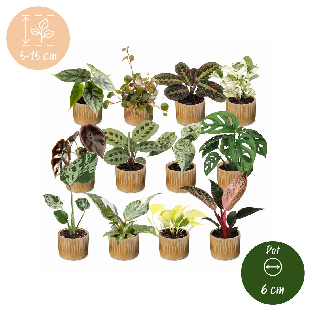 Baby Plants Surprise Box, 12 tropical mini plants in 6 cm pots, image 5