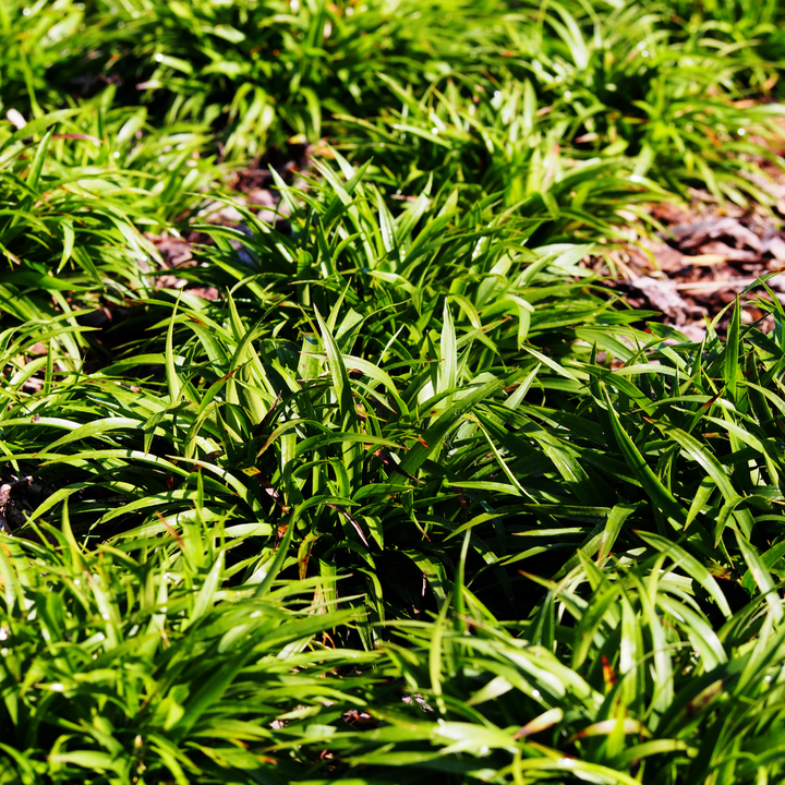 48x Luzula sylvatica - ↕10-25cm - Ø9cm