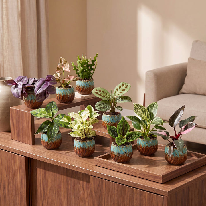 Baby Plants Surprise Box, 9 tropical plants in various colours, image 3