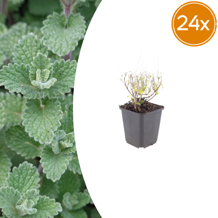 Calamintha nepeta lesser calamint, pollinator-friendly perennial, 24-pack in 9cm pots