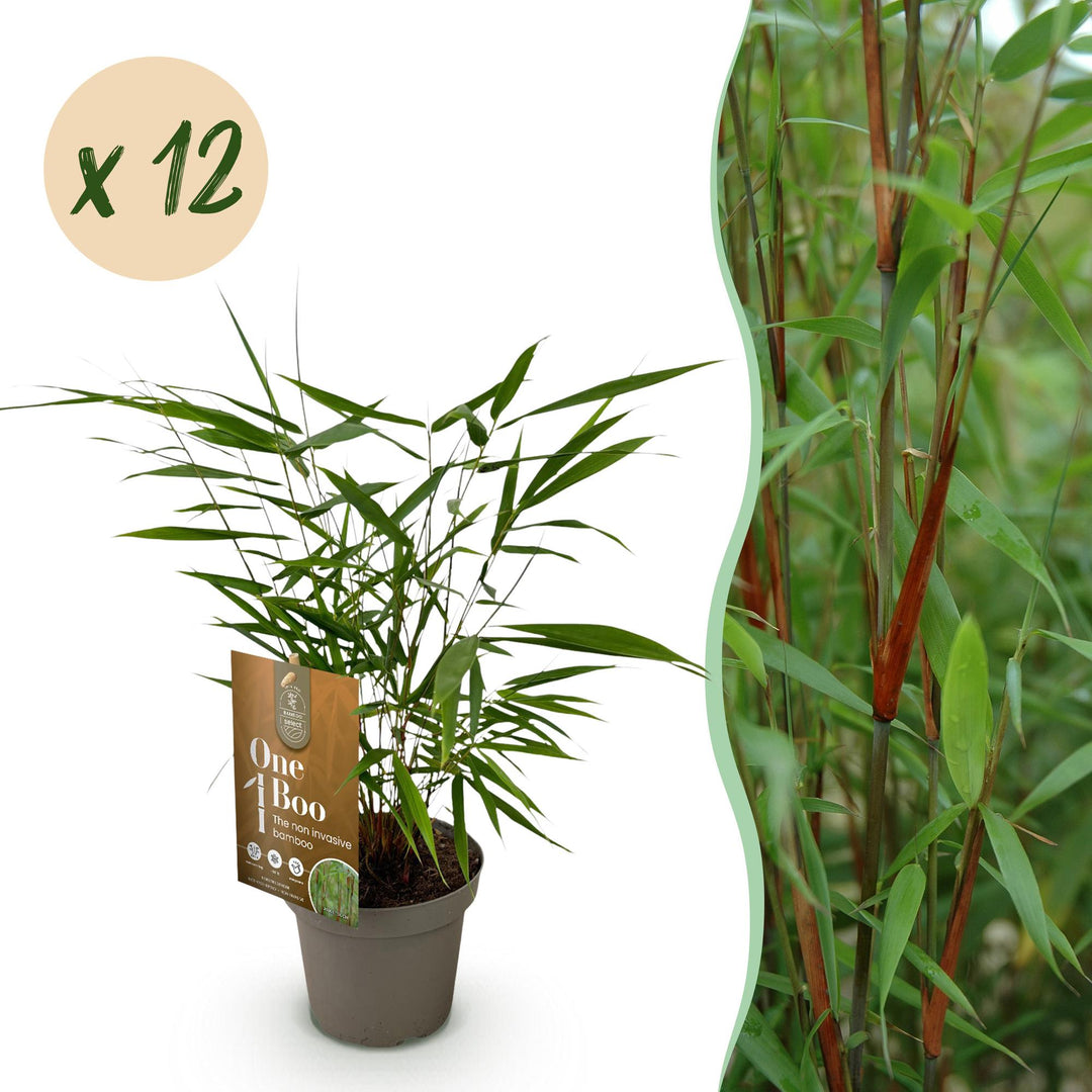 12 Fargesia Asian Wonder clumping bamboo plants in 14cm pots