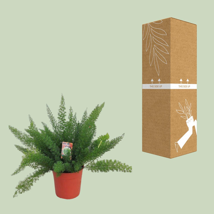 Asparagus Fern: Lush, Air-Purifying Greenery for Your Home – Order Yours Today!
