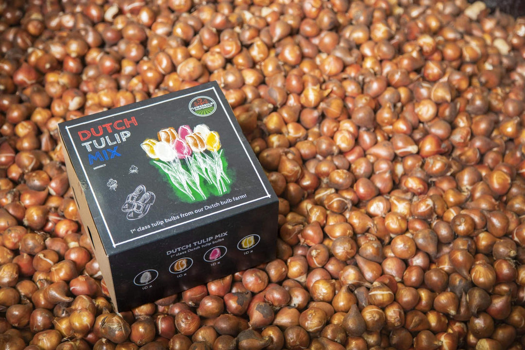 Dutch Tulip Mix - Luxury 40 Set