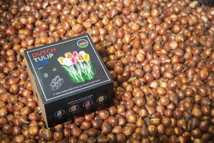 Dutch Tulip Mix - Luxury 40 Set