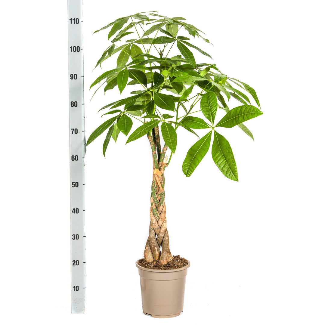 Pachira Aquatica 90-110cm — Money Tree in 21cm pot, with basket