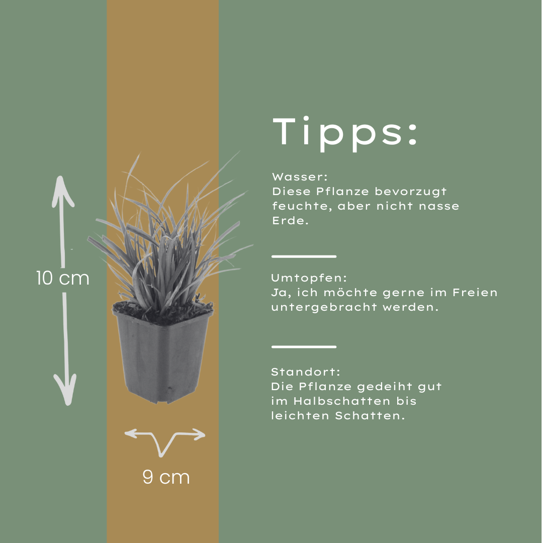 6x Carex morrowii - ↕10-25cm - Ø9cm styled in an Irish home interior