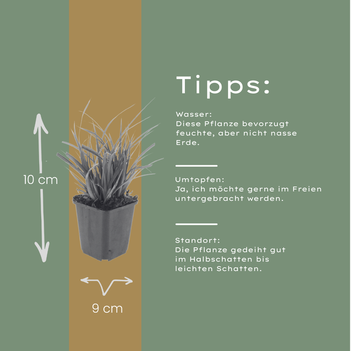 6x Carex morrowii - ↕10-25cm - Ø9cm styled in an Irish home interior