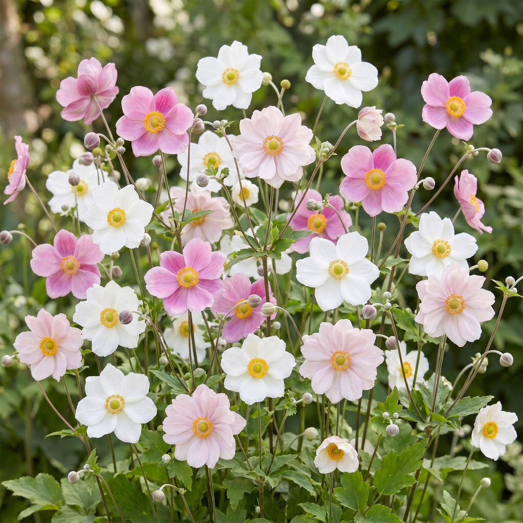 24 mixed Japanese anemone plants in 11cm pots, 15-25cm tall - view 5