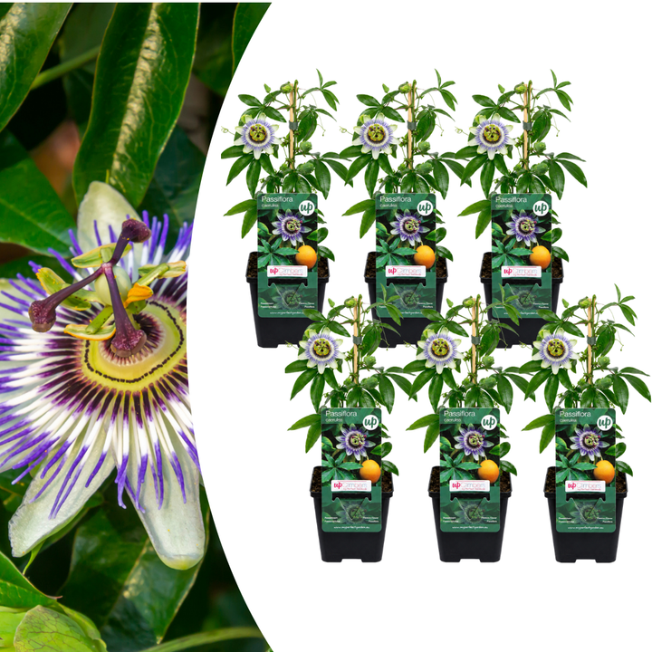 Passiflora caerulea blue passion flower with blue filaments over white petals on a twining climber