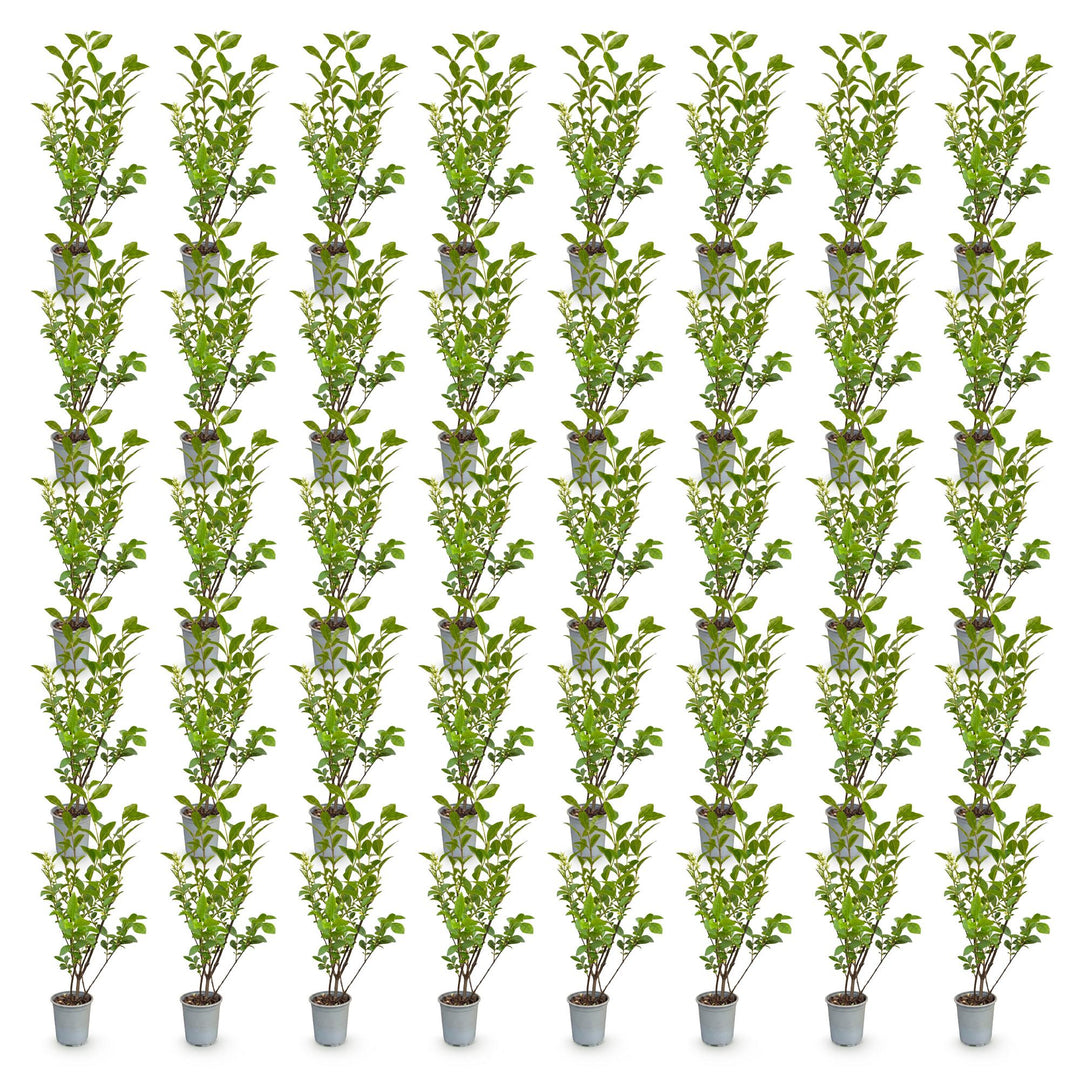 40 Ligustrum ovalifolium privet hedging plants in 9cm pots, 35-45cm tall - view 2