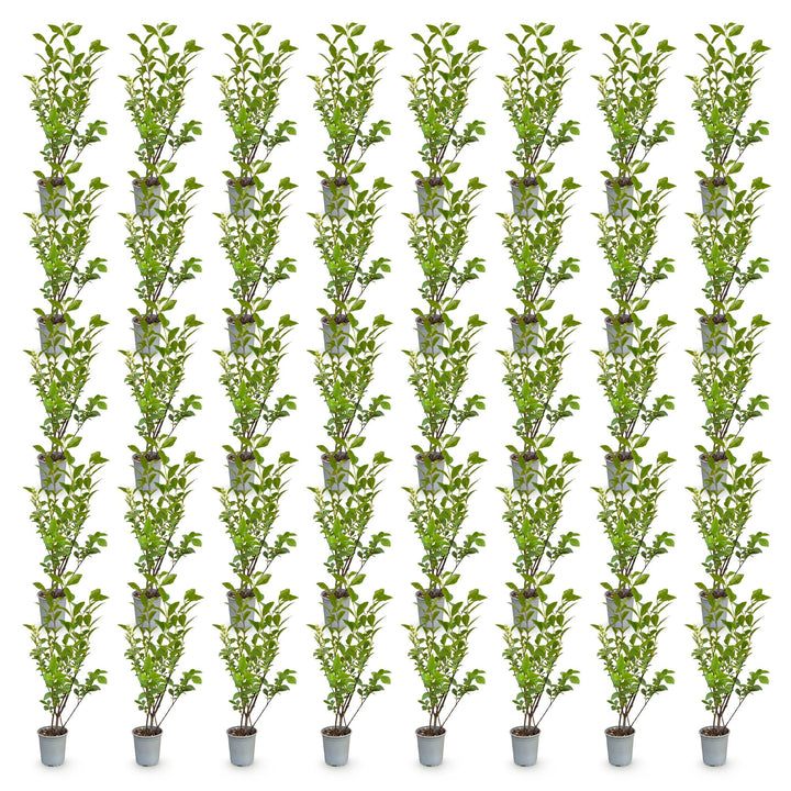 40 Ligustrum ovalifolium privet hedging plants in 9cm pots, 35-45cm tall - view 2