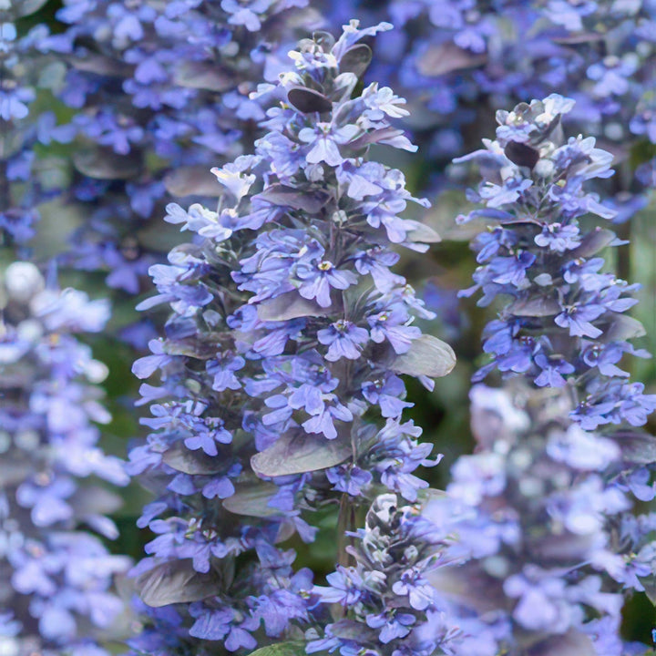 Ajuga reptans 'Burgundy Glow' plant with purple flowers, 10-25cm tall, 9cm pot from Everspring.