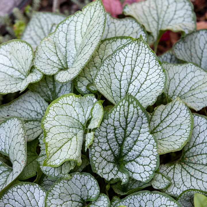 24x Brunnera macr. 'Jack Frost' - ↕10-25cm - Ø9cm