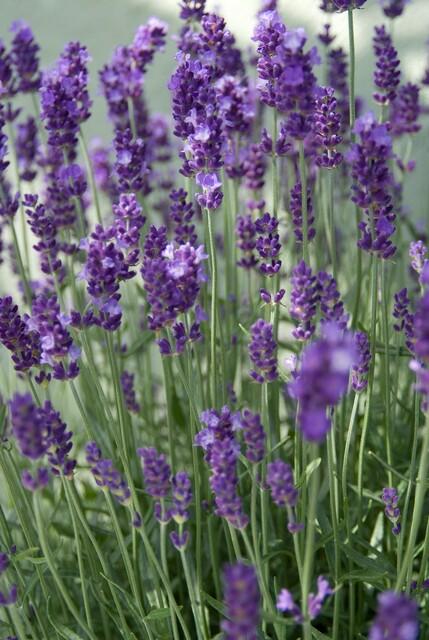 Purple flower spikes and silvery aromatic foliage close-up of 24x Lavandula ang. 'Dwarf Blue' - ↕10-25cm - Ø9cm